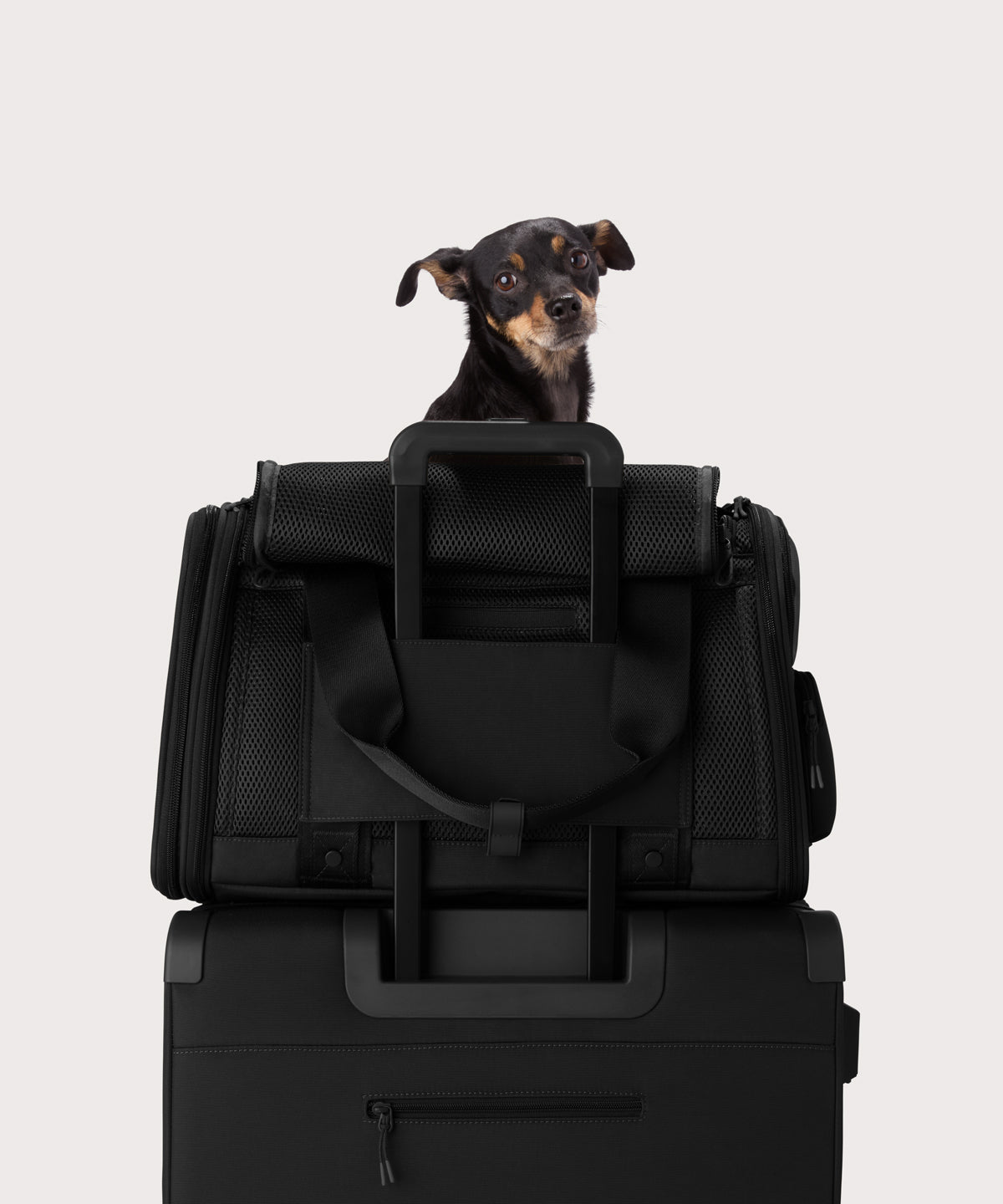 Dagne Dover Large Kyoto Pet Carrier in black displaying luggage sleeve with a dog inside the carrier.